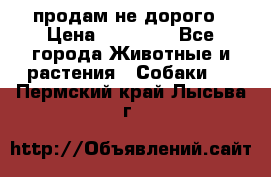 продам не дорого › Цена ­ 10 000 - Все города Животные и растения » Собаки   . Пермский край,Лысьва г.